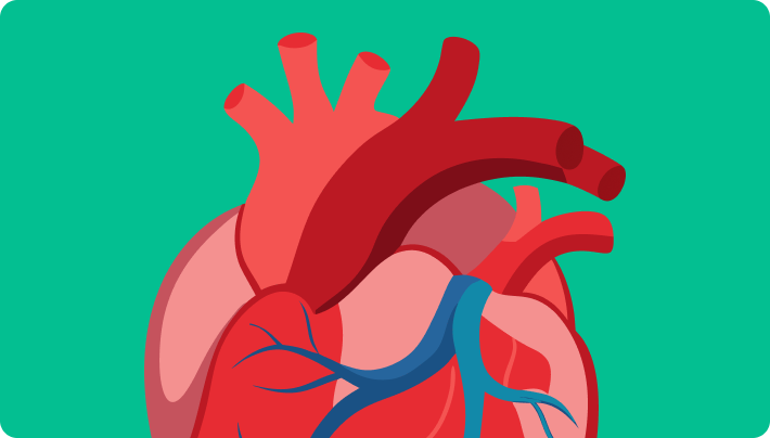 cardiovascular system